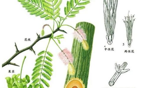 树儿茶招聘什么岗位？要求多少薪资？
