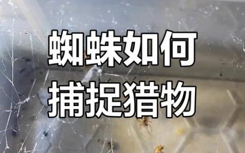 如何有效避免蜘蛛陷阱？