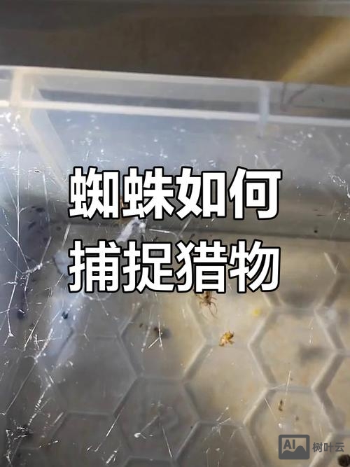 试论述如何避免蜘蛛陷阱