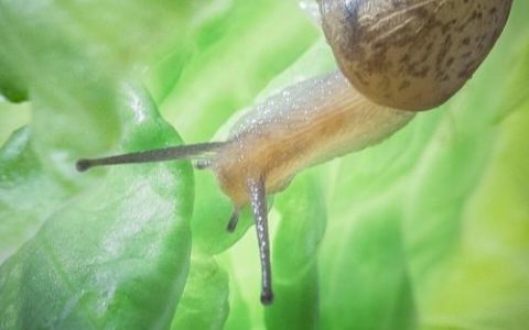 蜗牛校园招聘有何独特优势？