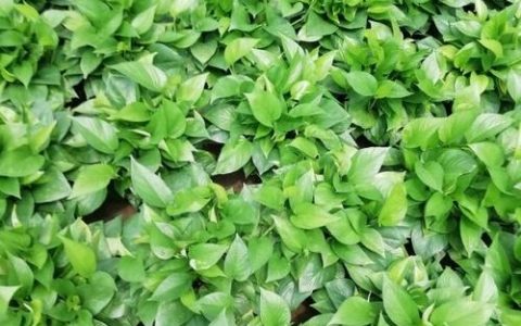 外地绿萝怎么交易？