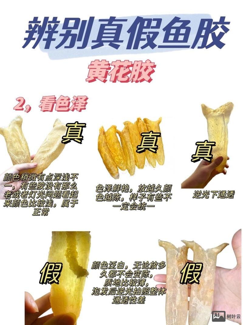 如何识别花胶的真伪