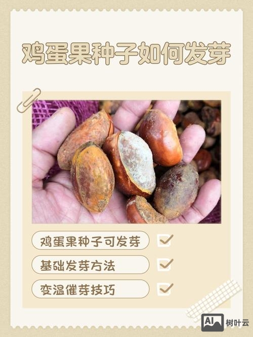 阳台如何种鸡蛋果