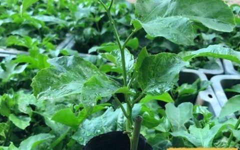 阳台种鸡蛋果，盆小苗壮咋办？