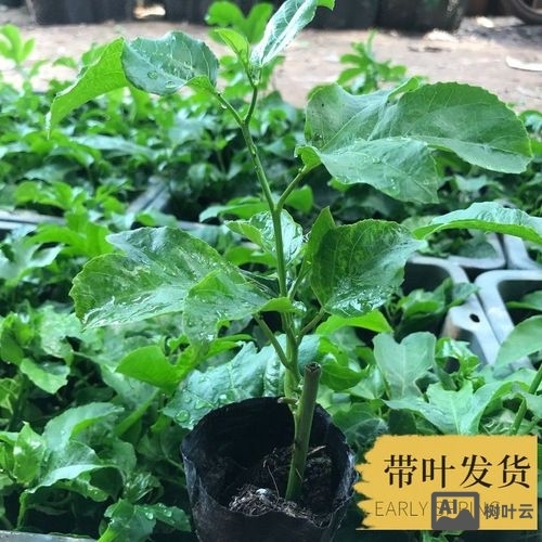 阳台如何种鸡蛋果