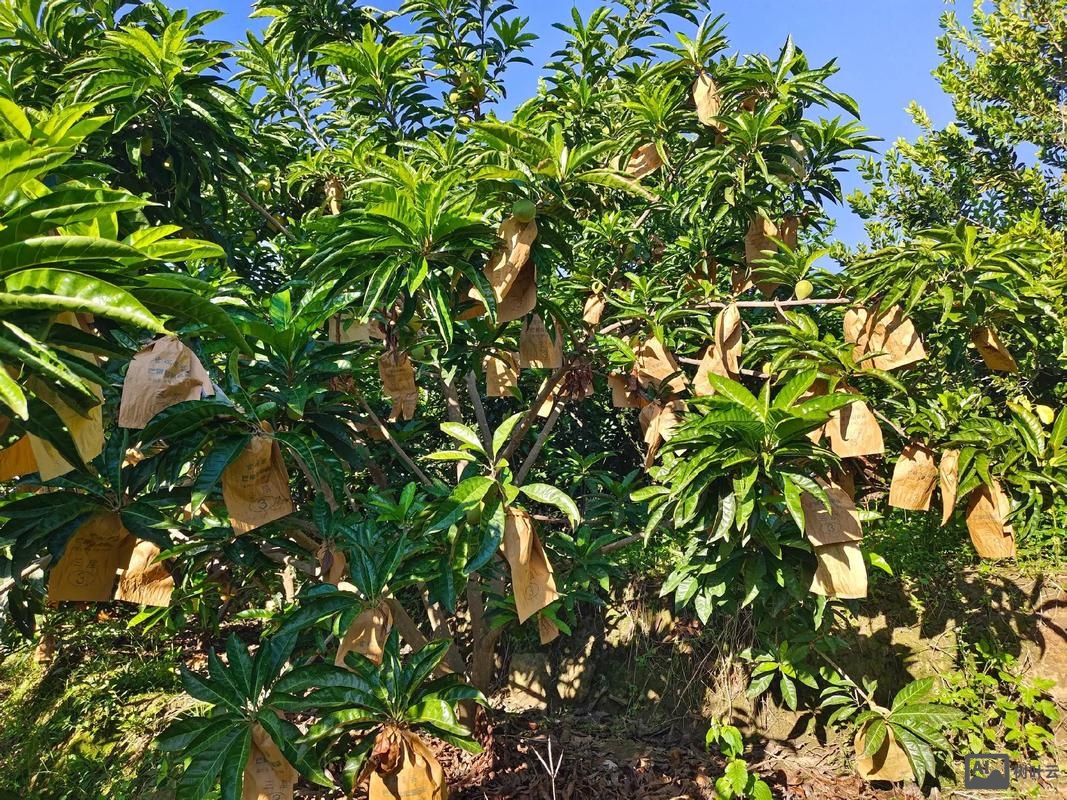 阳台如何种鸡蛋果