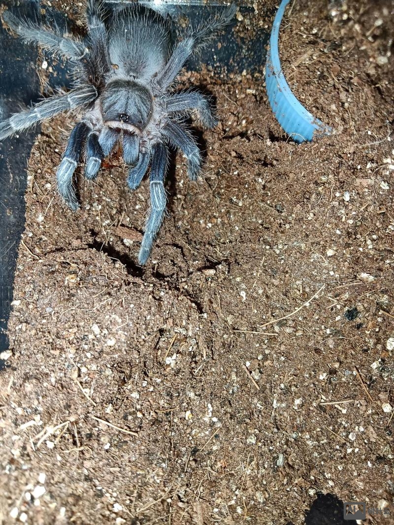 如何吸引百度蜘蛛