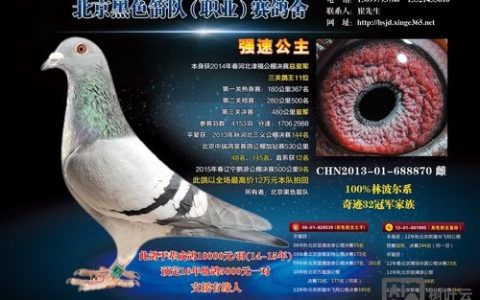 信鸽学院招聘，什么岗位？要求多少？