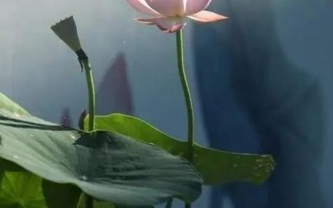 织梦如何实现手机端自动跳转？