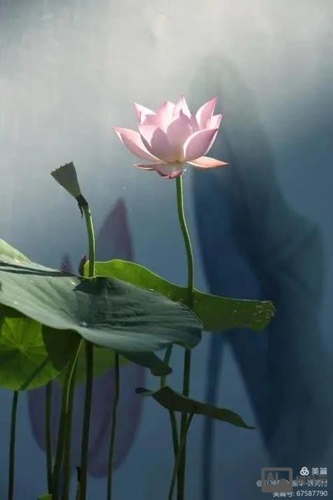 织梦如何跳转手机