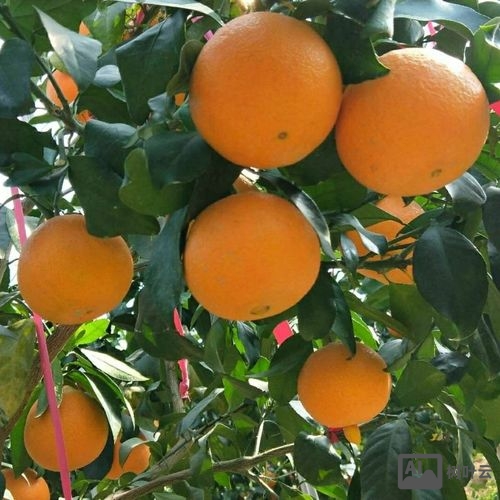 红美人柑橘今年价格如何