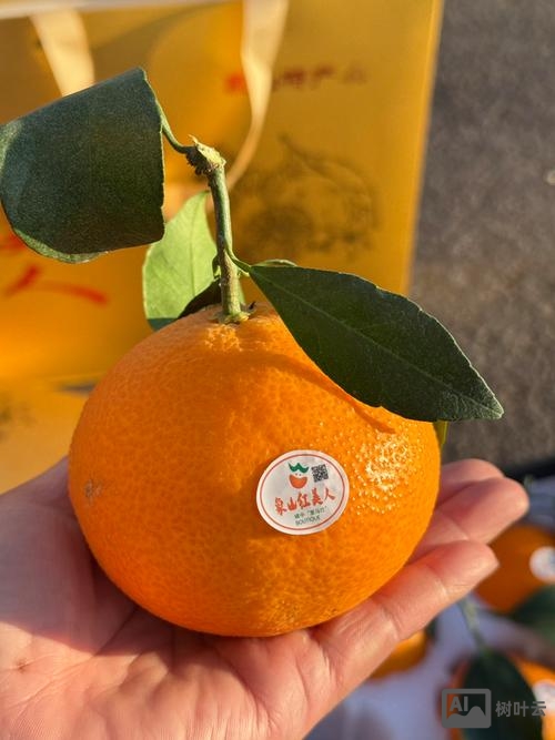 红美人柑橘今年价格如何