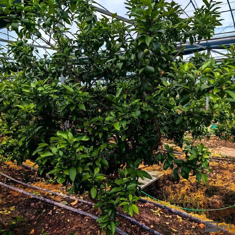 红美人柑橘今年价格如何