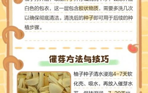 柚子为何总从底部裂开？