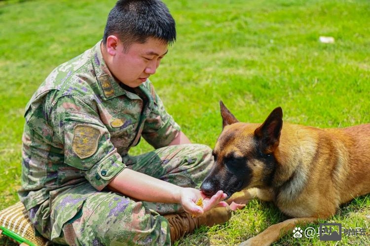 军犬舆情 招聘