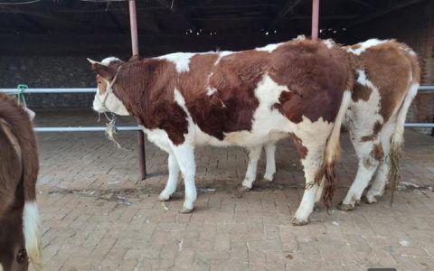 小母牛招聘什么岗位？要求有哪些？