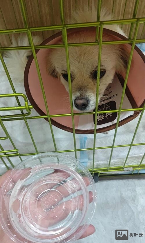 如何写出狗狗的可怜