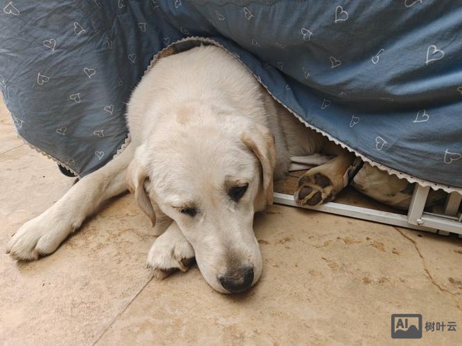 如何写出狗狗的可怜