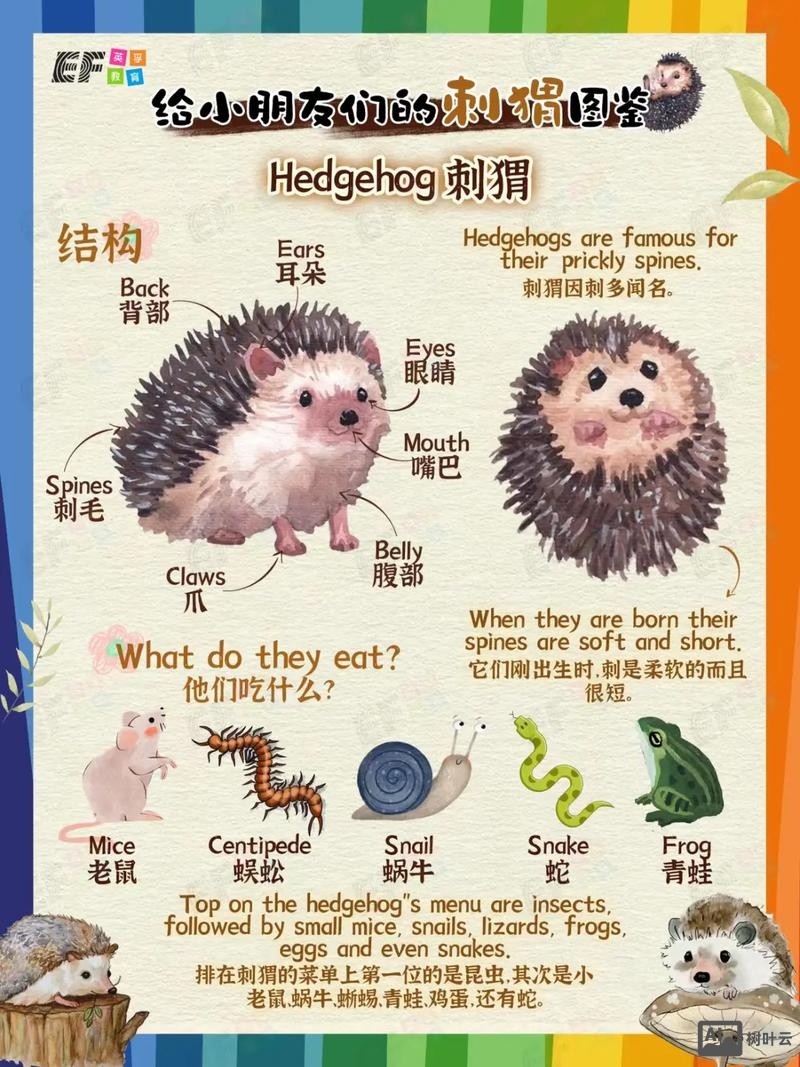 如何记刺猬英文单词