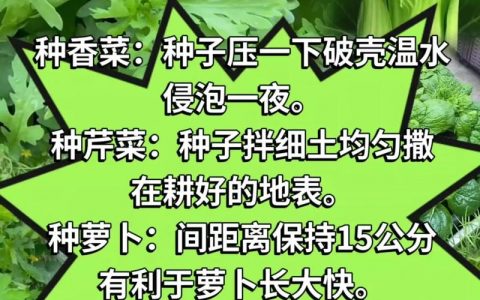 蔬菜种子提纯有何关键步骤？