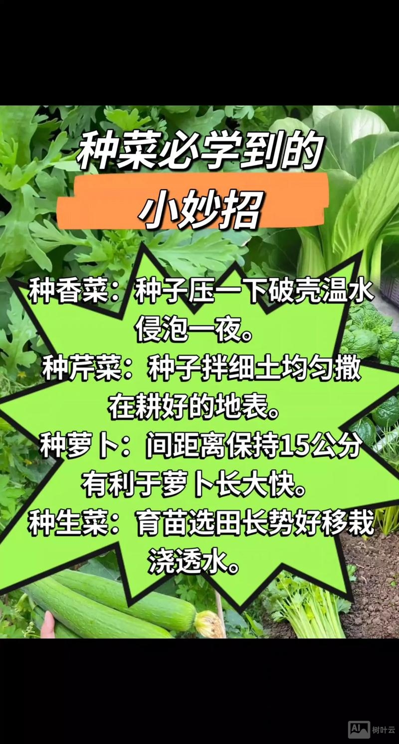 蔬菜种子如何提纯