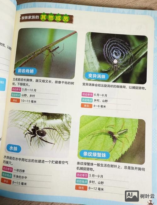 如何识别百度蜘蛛