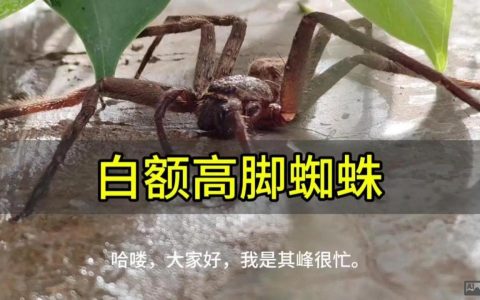 百度蜘蛛怎么识别？
