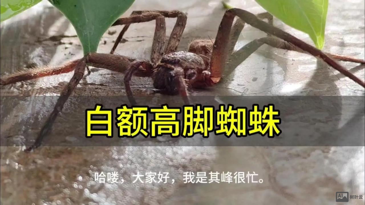 如何识别百度蜘蛛