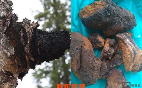 香港勃龙真假怎么辨？