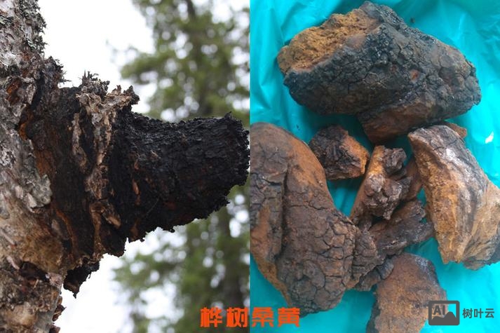 香港勃龙如何鉴别真假