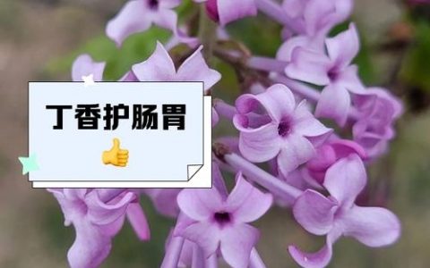 盆栽紫丁香怎么种才能活得好？