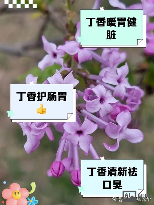 盆栽紫丁香如何种植