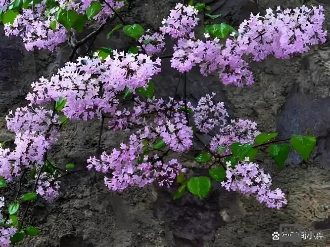 盆栽紫丁香如何种植